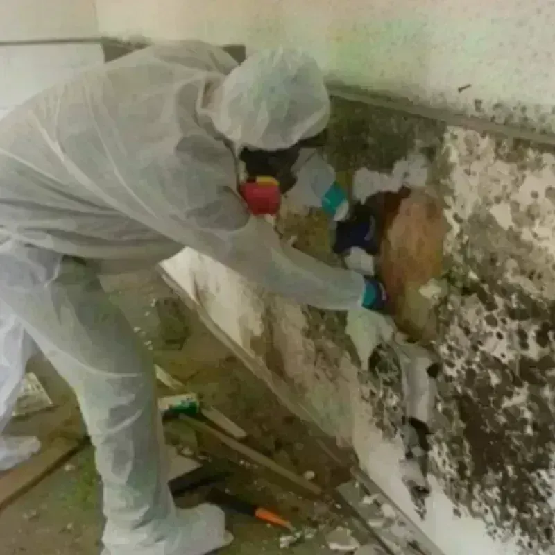 Mold Remediation and Removal in Interlaken, CA